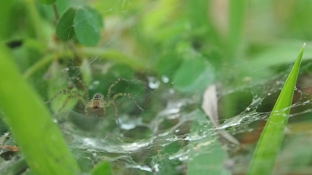 露珠蜘蛛网的特写慢动作视频素材