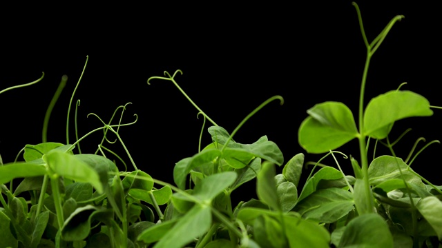 在温室农业中，春播期发芽的新生豌豆植株视频素材