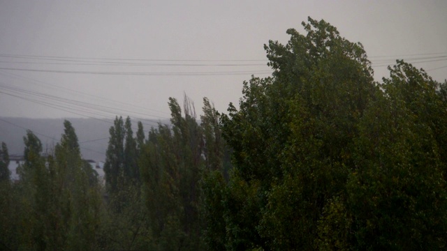 街道上有绿树。大风和暴雨视频素材