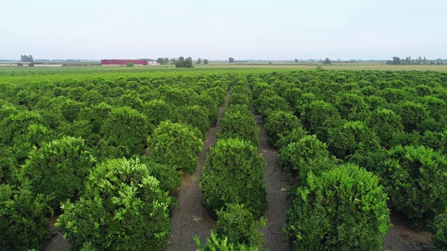 无人机俯视图的种植园绿橙柑橘树和田野。农家上空农家园林景观背景镜头。视频素材