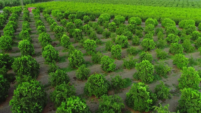 无人机俯视图的种植园绿橙柑橘树和田野。农家上空农家园林景观背景镜头。视频素材