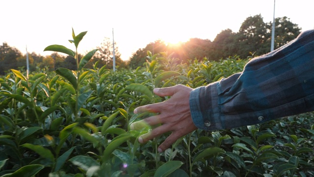 日落时植物里的绿茶叶子视频素材