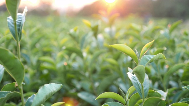 日落时植物里的绿茶叶子视频素材