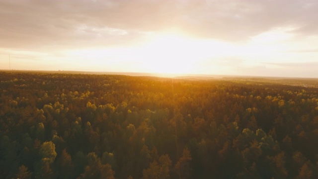 森林的夕阳照到树梢视频素材