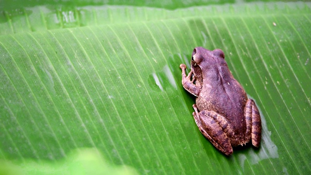 青蛙是野生的两栖动物，生长在香蕉叶上视频下载