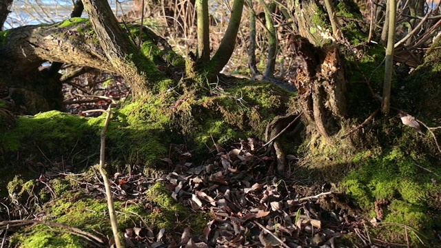 德国梅克伦堡- vorpommern湖湿地，老桤木(Alnus)的树干上正在生长苔藓视频素材