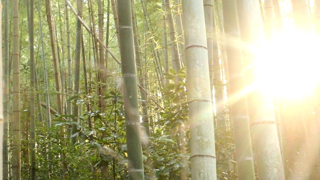 京都竹林视频素材