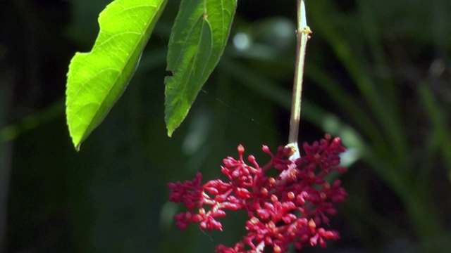 亚马逊河，河景，岛，花，巴西:死河，辛古河，潘塔纳尔，马托格罗索，亚马逊雨林，亚马逊河，巴西北部，巴西视频素材