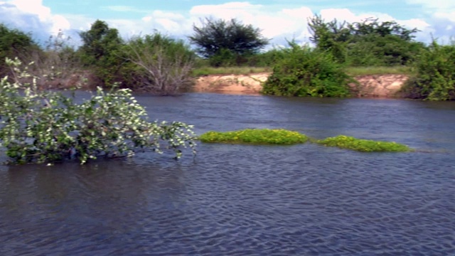 亚马逊河，河景，岛，河岸3，潘右，巴西:死河，辛古河，潘塔纳尔，马托格罗索，亚马逊雨林，亚马逊河，巴西北部，巴西视频素材