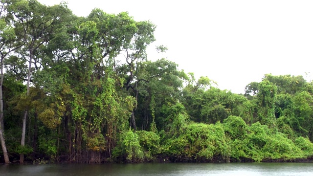 亚马逊河，河景，岛，雨，巴西:死河，辛古河，潘塔纳尔，马托格罗索，亚马逊雨林，亚马逊河，巴西北部，巴西视频素材