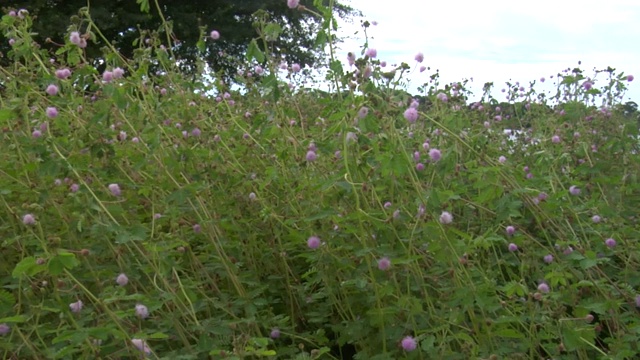 亚马逊河，河景，岛，花，巴西:死河，辛古河，潘塔纳尔，马托格罗索，亚马逊雨林，亚马逊河，巴西北部，巴西视频素材