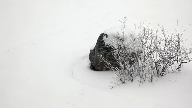 岩石和灌木与暴风雪视频素材