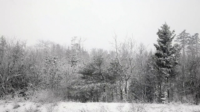 冬天的暴风雪来了，一小片树林被雪覆盖了视频素材