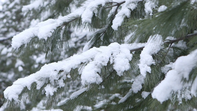 冬天，雪堆积在松树的树枝上/韩国京畿道东都川溪视频素材