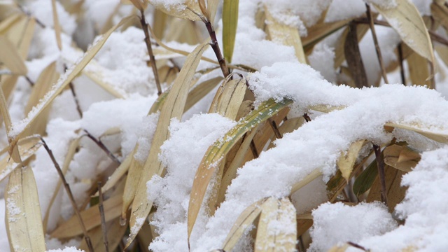 冬天，雪堆在树叶上/韩国京畿道东都川西视频素材