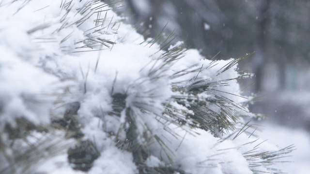 冬天的大片雪花和雪白的松树/韩国京畿道东都川溪视频素材