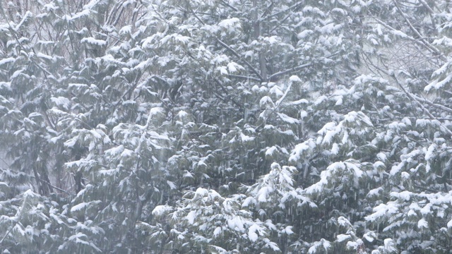 冬天的大片雪花和雪白的松树/韩国京畿道东都川溪视频素材