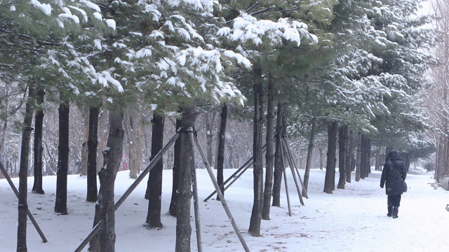 大朵雪花和一个人在雪松上行走/韩国京畿道东都川西视频素材