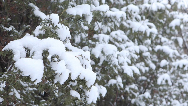 冬天的大片雪花和雪白的松树/韩国京畿道东都川溪视频素材