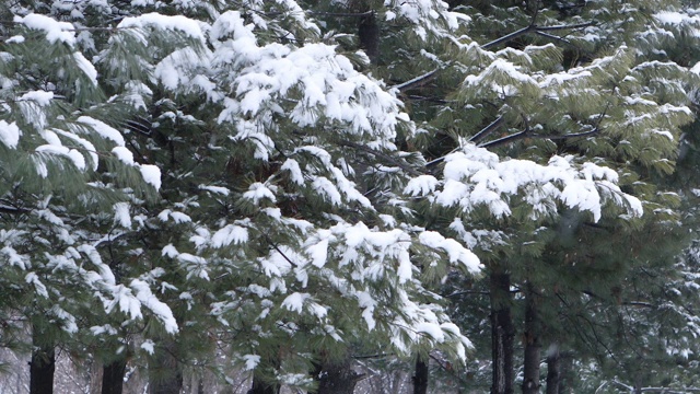 冬天的大片雪花和雪白的松树/韩国京畿道东都川溪视频素材