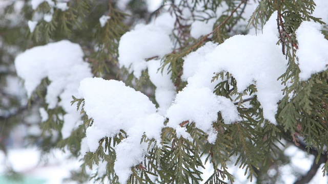 冬天的大片雪花和雪白的松树/韩国京畿道东都川溪视频素材