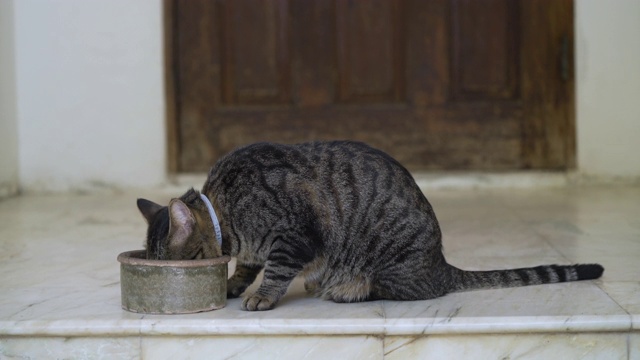 虎斑猫在吃碗里的食物视频素材