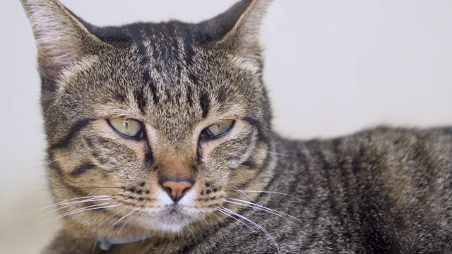 特写肥虎斑猫视频素材