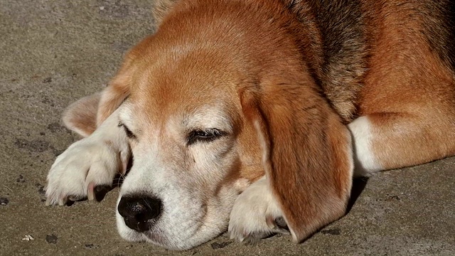 可爱的小猎犬在阳光下的地板上睡觉视频下载