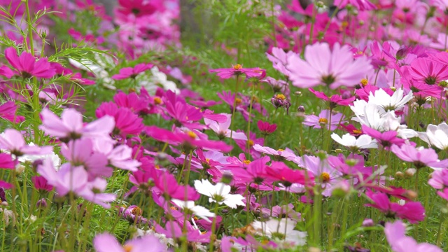 特写自然盛开的宇宙花选择对焦浅景深视频素材