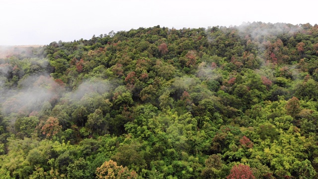 鸟瞰图无人机拍摄的风景优美的热带自然林木林背山视频素材