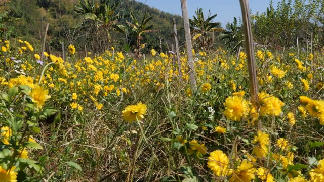 菊花在植物里视频素材