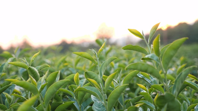 日落时植物里的绿茶叶子视频素材