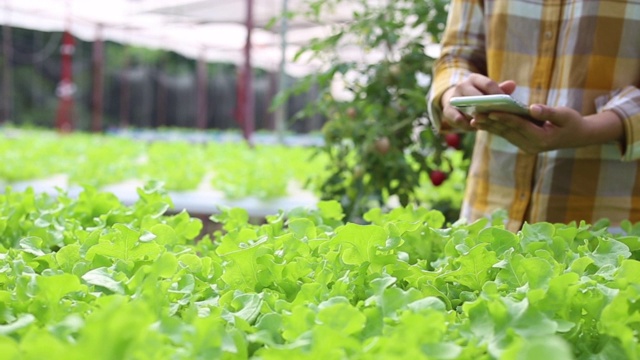 农民们正在水培农场检查植物的质量视频素材