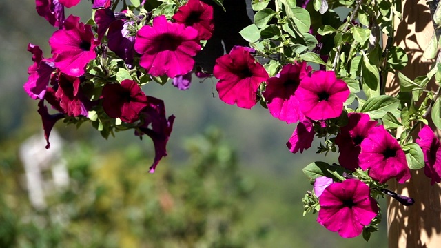 花园里红花的慢镜头视频素材