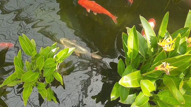 花式鲤鱼或锦鲤在水里游泳的镜头视频素材