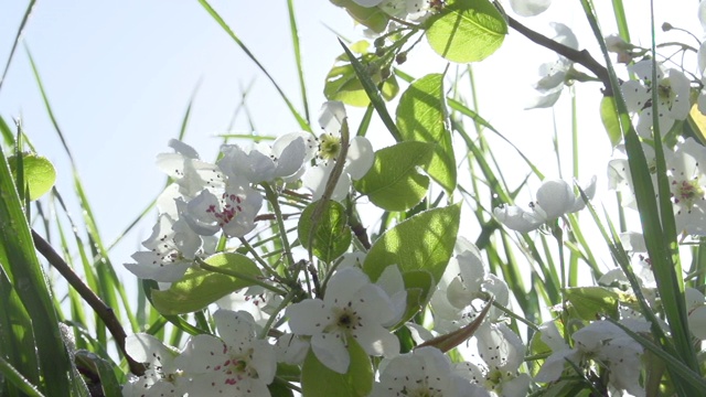 阳光下盛开的苹果树视频素材