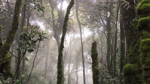 苔藓森林，雾霾和凉爽的天气视频素材