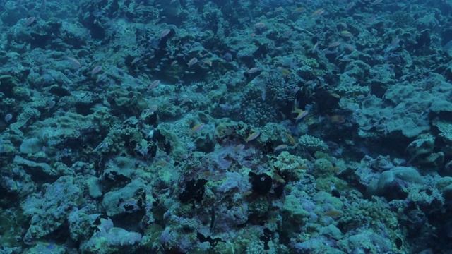 马尔代夫的珊瑚礁生物多样性很高视频素材