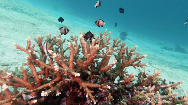 水下热带泻湖，有强健的鹿角珊瑚(Acropora robusta)和一群印度小热带鱼(Dascyllus carneus)视频素材