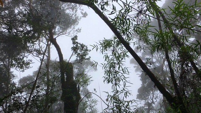 视频剪辑苔藓森林与雾霾和寒冷的天气视频下载