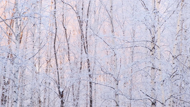 下雪的冬天在阳光明媚的霜雪天，树下大雪，冬天来了，慢动作视频素材