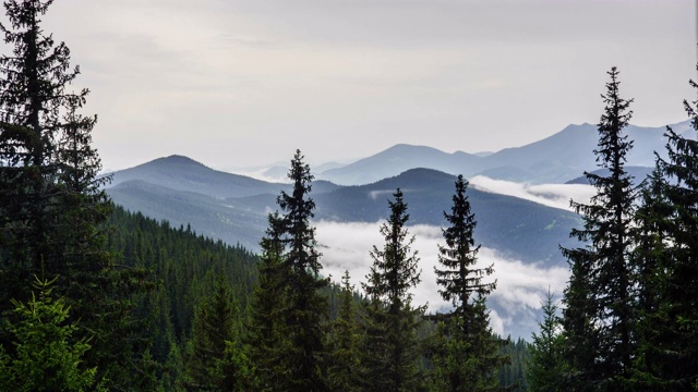 山地景观在多云的日子里，松树林上空移动的云视频素材