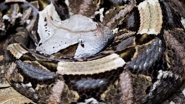 非洲加蓬毒蛇，Bitis gabonica视频素材