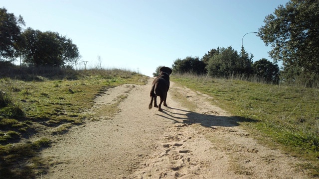 一只拉布拉多猎犬焦急地等待着他的球被扔出去的慢动作。球一扔出去，他就跑出去接球视频素材