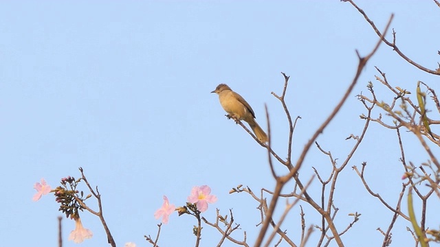 一只棕色的鸟在树上。视频素材