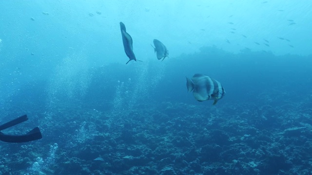 圆形蝙蝠鱼(Platax orbicularis)在水下追踪水肺潜水员视频素材