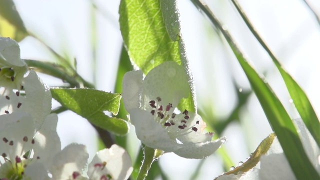 苹果花枝视频素材