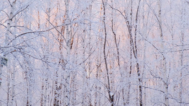 下雪的冬天在阳光明媚的霜雪天，树下大雪，冬天来了，慢动作视频素材