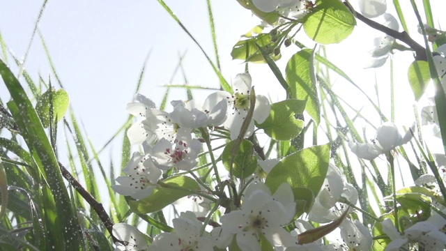 绿草间的花枝视频素材