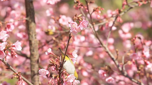 樱花鸟视频下载